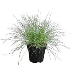 Dehner Grabschmuck & Grabgestaltung|Gräser - schwingel 'Compact Blue'