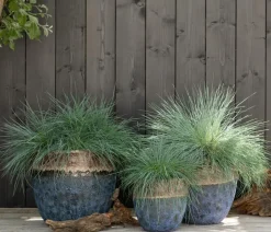 Dehner Grabschmuck & Grabgestaltung|Gräser > schwingel 'Intense Blue'