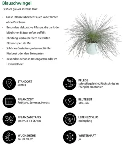 Dehner Grabschmuck & Grabgestaltung|Gräser > schwingel 'Intense Blue'