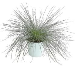 Dehner Grabschmuck & Grabgestaltung|Gräser > schwingel 'Intense Blue'