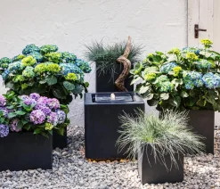 Dehner Grabschmuck & Grabgestaltung|Gräser > schwingel 'Intense Blue'