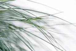 Dehner Grabschmuck & Grabgestaltung|Gräser > schwingel 'Intense Blue'