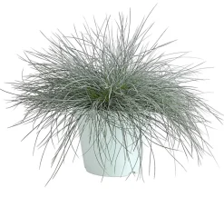 Dehner Grabschmuck & Grabgestaltung|Gräser - schwingel 'Intense Blue'