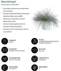 Dehner Grabschmuck & Grabgestaltung|Gräser - schwingel 'Intense Blue'