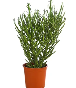 Dehner Bio Sukkulenten > Bleistiftbaum - Euphorbia tirucalli