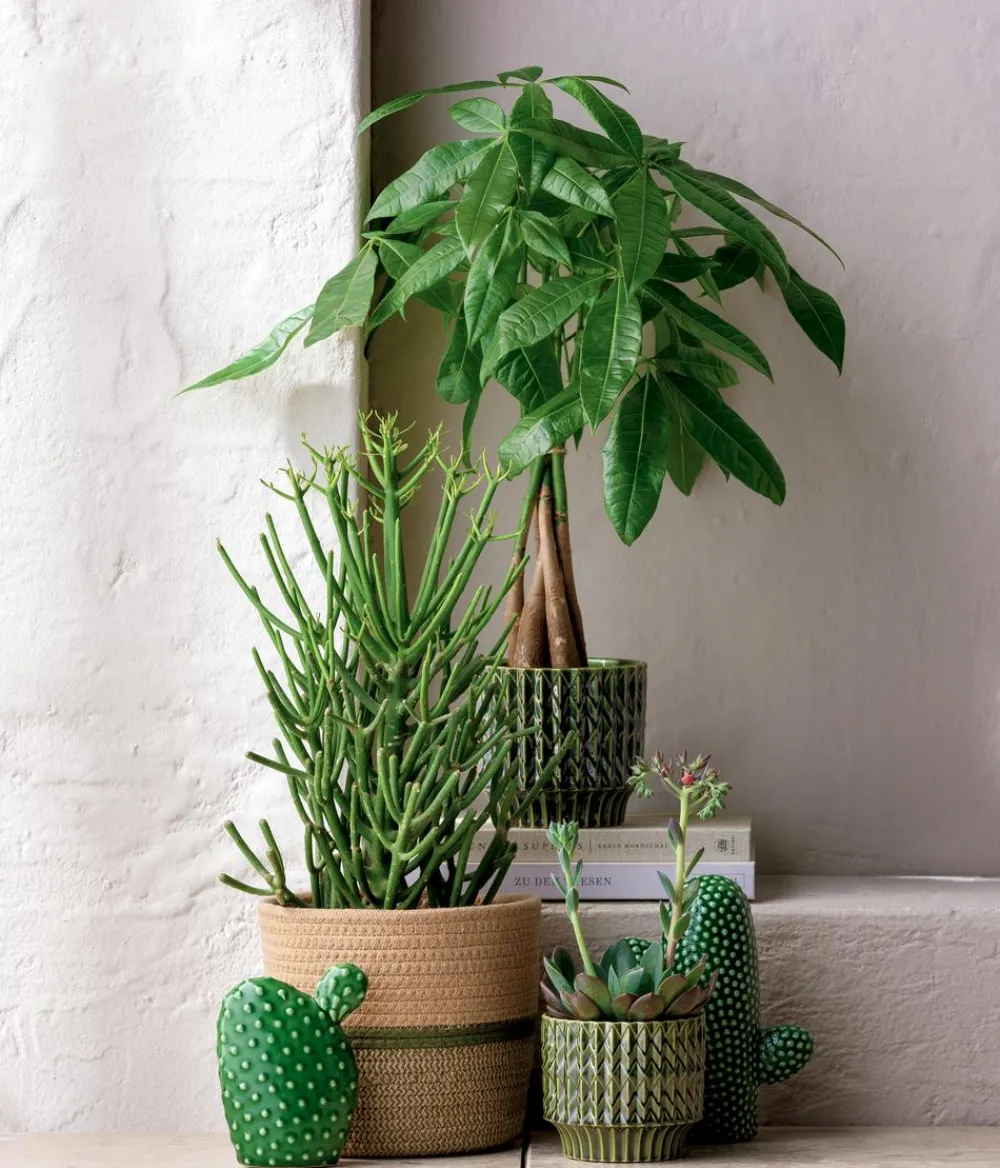 Dehner Bleistiftbaum - Euphorbia tirucalli Online