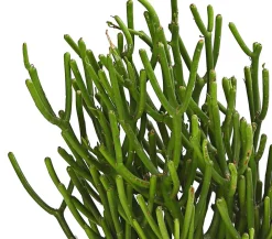 Dehner Bleistiftbaum - Euphorbia tirucalli Online