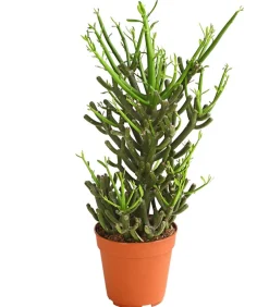 Dehner Bleistiftbaum - Euphorbia tirucalli Hot