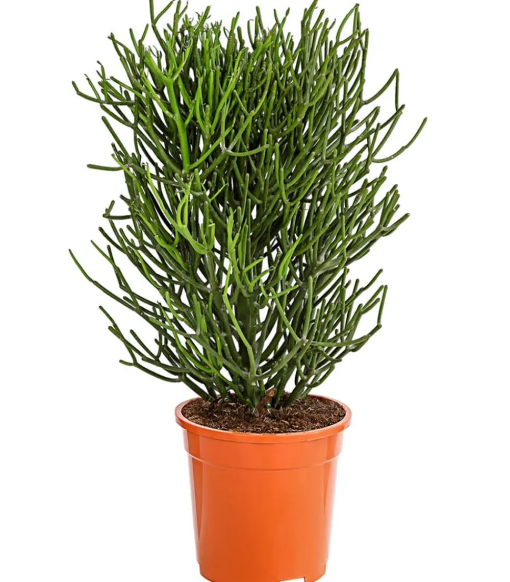 Dehner Sukkulenten - Bleistiftbaum - Euphorbia tirucalli