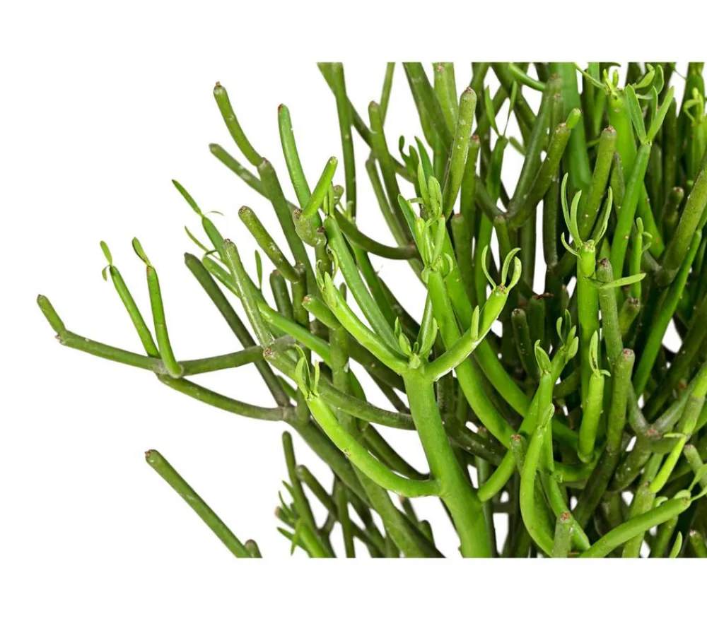 Dehner Sukkulenten - Bleistiftbaum - Euphorbia tirucalli
