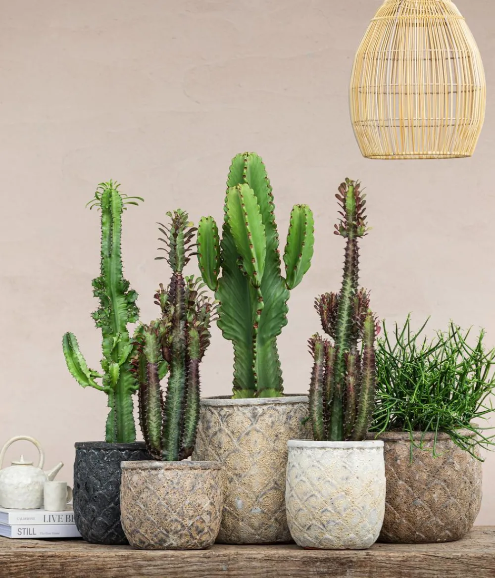 Dehner Sukkulenten - Bleistiftbaum - Euphorbia tirucalli