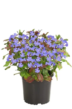 Herbstzauber Bleiwurz Lavendel Clearance