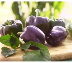 Dehner Peperoni- & Paprikapflanzen > Blockpaprika,