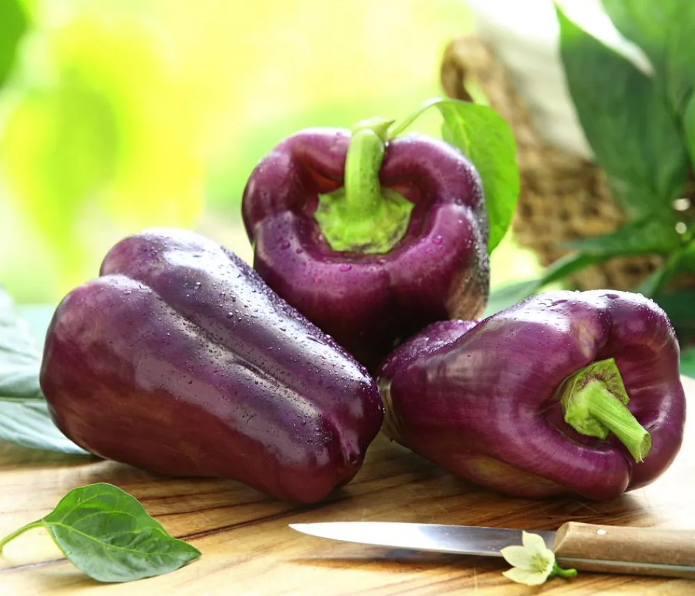 Dehner Peperoni- & Paprikapflanzen > Blockpaprika,