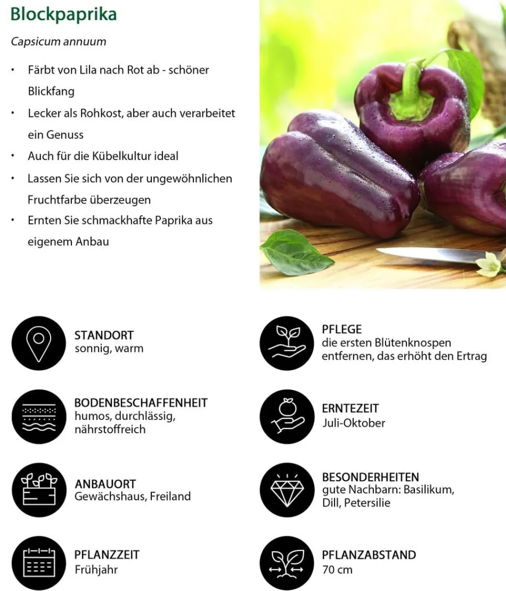 Dehner Peperoni- & Paprikapflanzen > Blockpaprika,