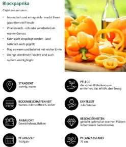 Dehner Peperoni- & Paprikapflanzen - Blockpaprika, Orange