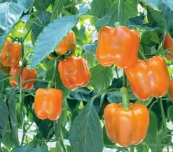 Dehner Peperoni- & Paprikapflanzen - Blockpaprika, Orange