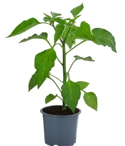 Dehner Peperoni- & Paprikapflanzen - Blockpaprika, Orange