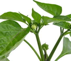 Dehner Peperoni- & Paprikapflanzen - Blockpaprika, Orange