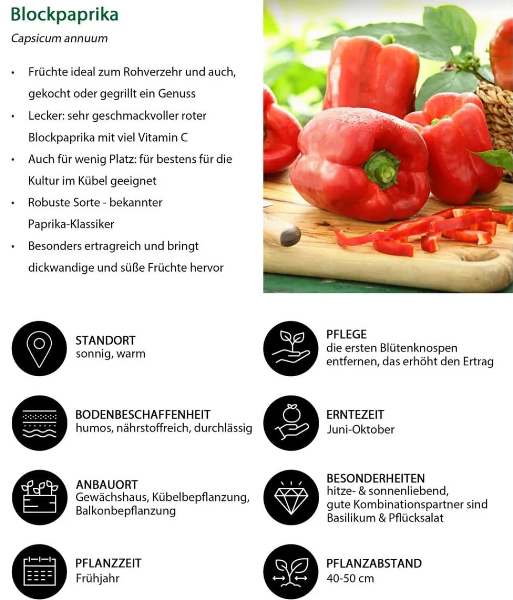 Dehner Peperoni- & Paprikapflanzen - Blockpaprika, Rot