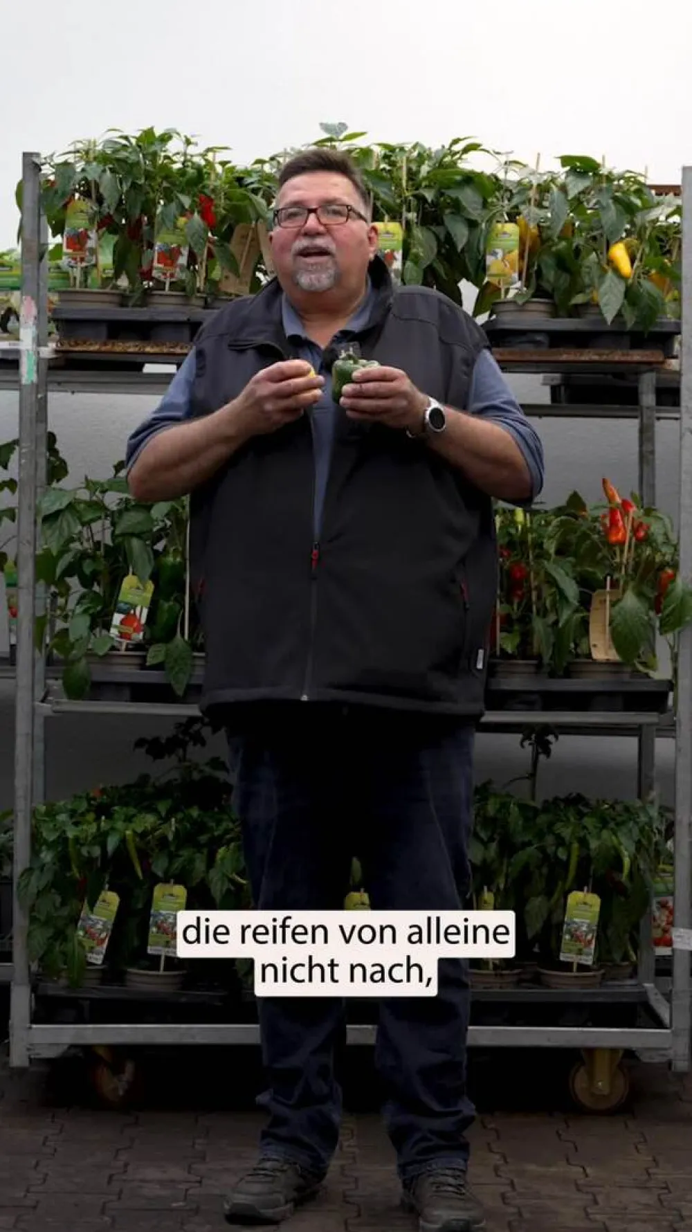 Dehner Peperoni- & Paprikapflanzen - Blockpaprika, Rot