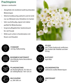 Dehner Hecken-Sets|Sträucher- & Rosen-Sets > Blütenhecke Elegance, 4-teilig