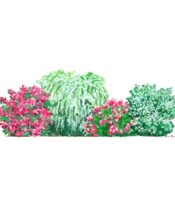 Dehner Hecken-Sets|Sträucher- & Rosen-Sets > Blütenhecke Elegance, 4-teilig