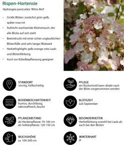 Dehner Hecken-Sets|Sträucher- & Rosen-Sets > Blütenhecke Elegance, 4-teilig