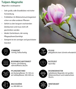 Dehner Blütenhecke Impress, 4-teilig Outlet
