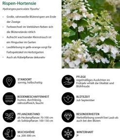 Dehner Blütenhecke Impress, 4-teilig Outlet