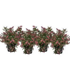 Dehner Heckenpflanzen|Vogelschutzhecken > Blütenhecke 'Mother of Pearl', 4er-Set