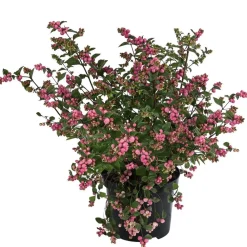 Dehner Heckenpflanzen|Vogelschutzhecken > Blütenhecke 'Mother of Pearl', 4er-Set