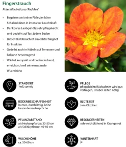 Dehner Hecken-Sets|Sträucher- & Rosen-Sets > Blütenhecke Nature, 4-teilig