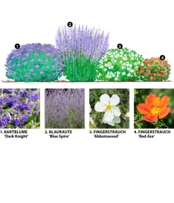 Dehner Hecken-Sets|Sträucher- & Rosen-Sets > Blütenhecke Nature, 4-teilig