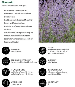 Dehner Hecken-Sets|Sträucher- & Rosen-Sets > Blütenhecke Nature, 4-teilig