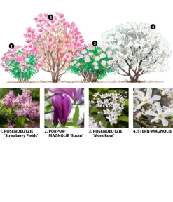 Dehner Hecken-Sets|Sträucher- & Rosen-Sets > Blütenhecke Pastell, 4-teilig