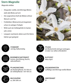 Dehner Hecken-Sets|Sträucher- & Rosen-Sets > Blütenhecke Pastell, 4-teilig