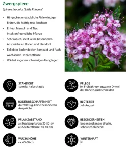Dehner Hecken-Sets|Sträucher- & Rosen-Sets - Blütenhecke Princess, 4-teilig