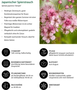 Dehner Hecken-Sets|Sträucher- & Rosen-Sets - Blütenhecke Princess, 4-teilig