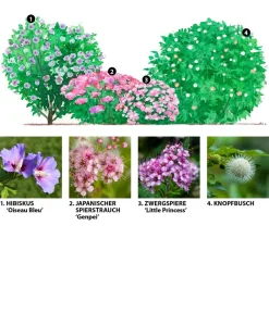 Dehner Hecken-Sets|Sträucher- & Rosen-Sets - Blütenhecke Princess, 4-teilig
