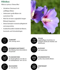 Dehner Hecken-Sets|Sträucher- & Rosen-Sets - Blütenhecke Princess, 4-teilig