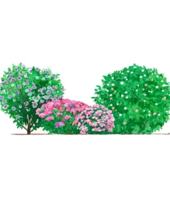 Dehner Hecken-Sets|Sträucher- & Rosen-Sets - Blütenhecke Princess, 4-teilig