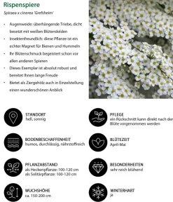 Dehner Blütenhecke Romance, 4-teilig Sale