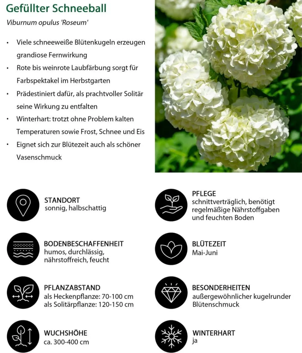 Dehner Blütenhecke Romance, 4-teilig Sale