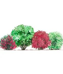 Dehner Blütenhecke Romance, 4-teilig Sale