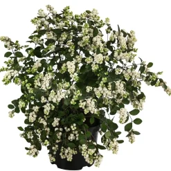 Dehner Heckenpflanzen|Vogelschutzhecken - Blütenhecke 'White Hedge', 4er-Set Rosa