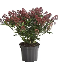 Dehner Blütenskimmie 'Rubella' Hellrot