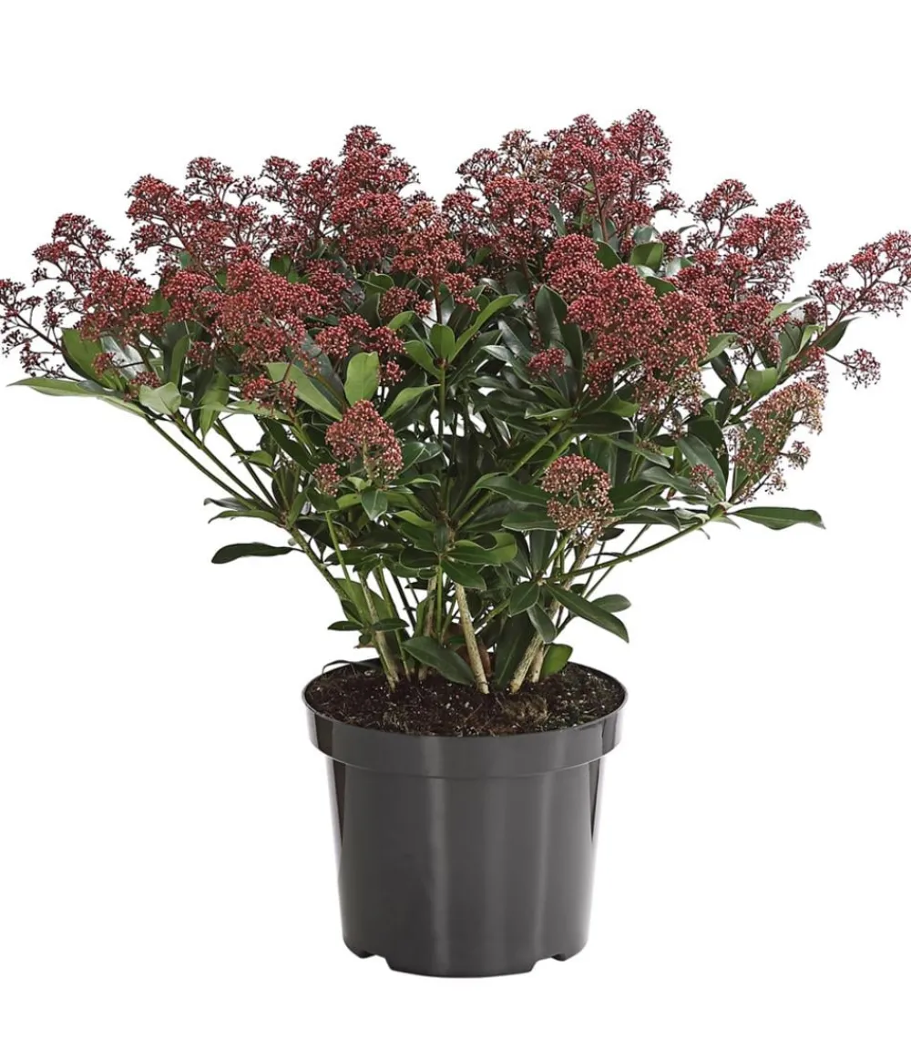 Dehner Blütenskimmie 'Rubella' Hellrot