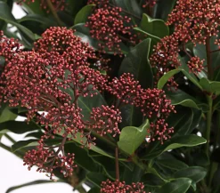 Dehner Blütenskimmie 'Rubella' Hellrot
