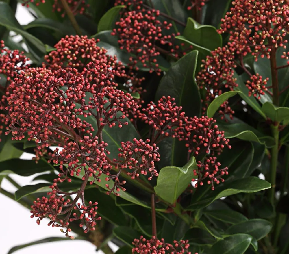 Dehner Blütenskimmie 'Rubella' Hellrot